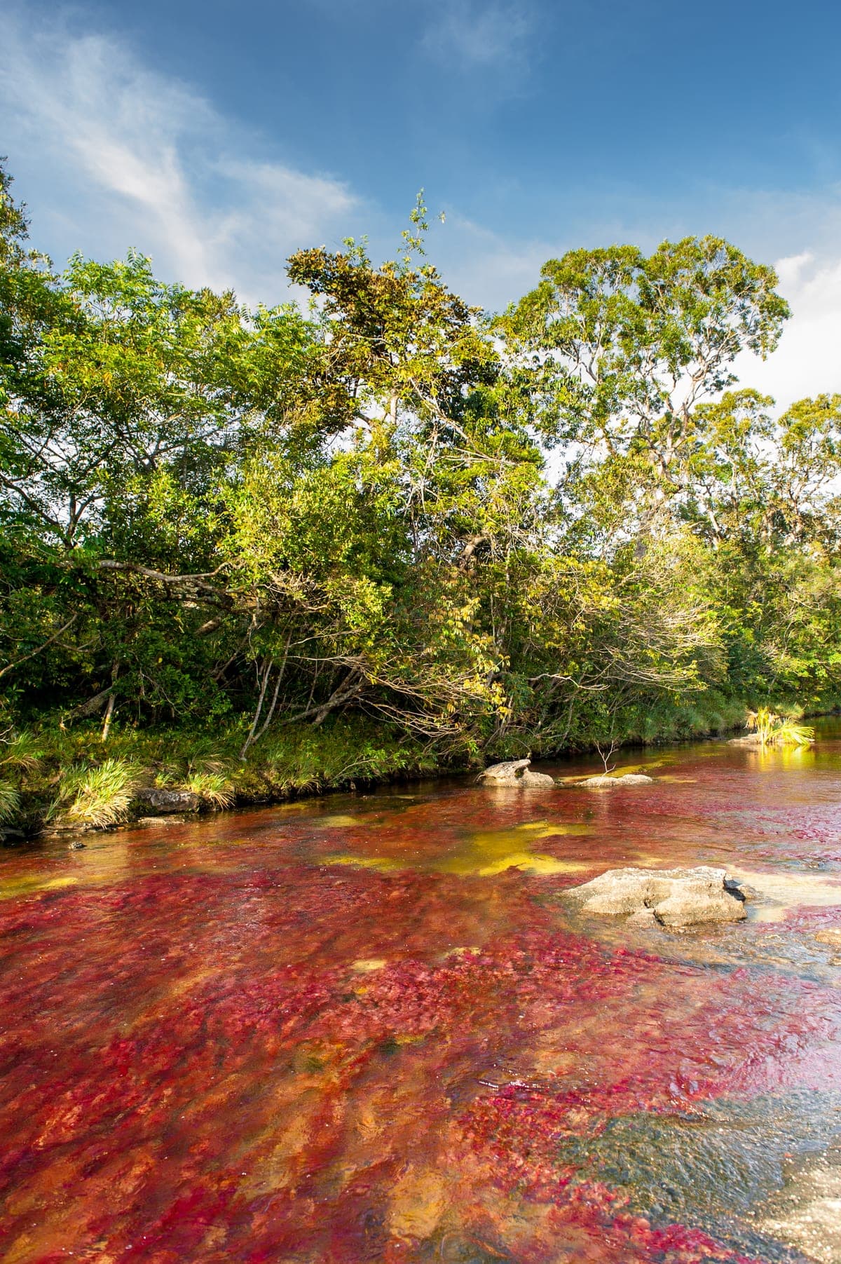 Cano Cristales